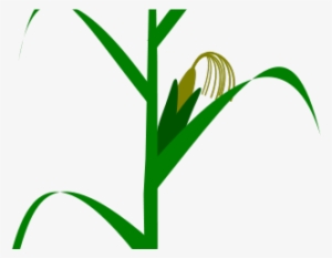 Corn Plant Cliparts - Milpa De Maiz Vector