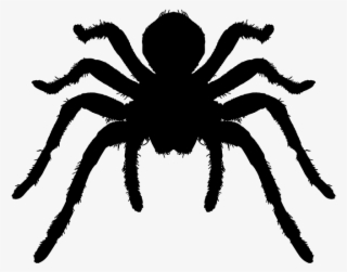 Tarantula Arthropod Animal Silhouette Vector - Tarantula Spider Silhouette