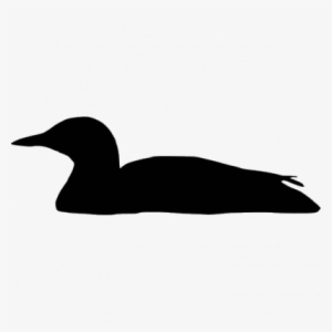 Silhouette - Yellow-billed Loon