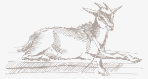 Goat Showmanship, Class - Sketch