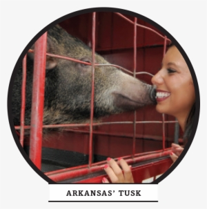 Four-legged Friends - Boar