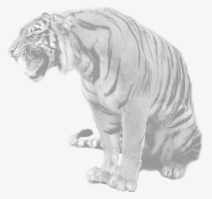 India - Maltese Tiger