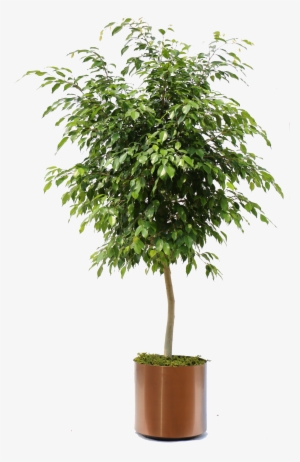 Overview Of The Many Plants We Can Bring To Your Office - Small Ficus Tree Png