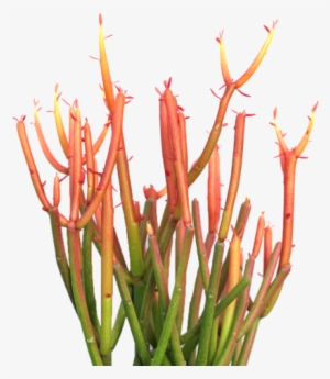Euphorbia Tirucalli 'firesticks' Office Plants, Succulent - Succulent Plant