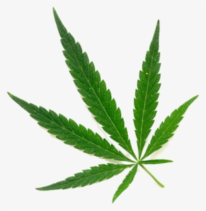 Florida Department Of Health Office Of Medical Marijuana - Bud Leaf Png
