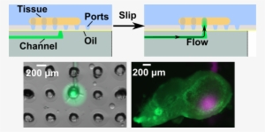 Movable Port Toc Figure - Tissue