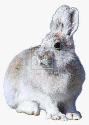 Parent Category - Mountain Hare Png