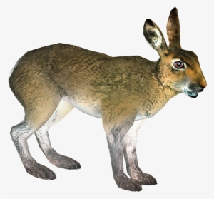 Mountain Hare 6 - Wiki