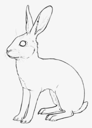 belgian hare - hare