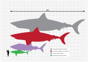 1280px-megalodon Scale - Svg - Bull Shark Size Comparison