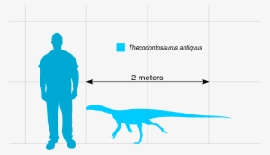 File - Thecodontosaurus Scale - Svg - Outline Of A Person