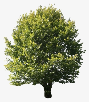 2d Trees - Ash Tree Indiana