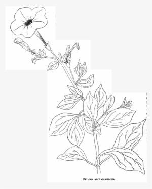 Jussieu, Constructed The Genus Petunia, And Named The - Drawing