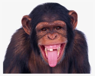Free Png Monkey Png Images Transparent - Monkey Png