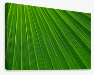 Abstract Green Lines Canvas Print - Palmblatt-druck-raum-schablonen-tropisches Grün Postkarte