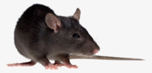Rat Mouse Png Free Download - House Rat Png