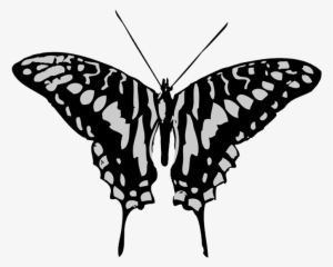 Black And Grey Butterfly Drawing