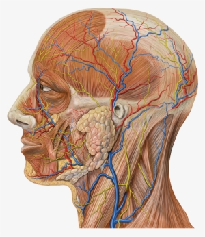 Lateral Head Anatomy Detail - Cabeza Del Cuerpo Humano