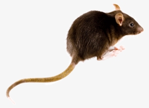 What Do Rats Look Like - Brown Rat