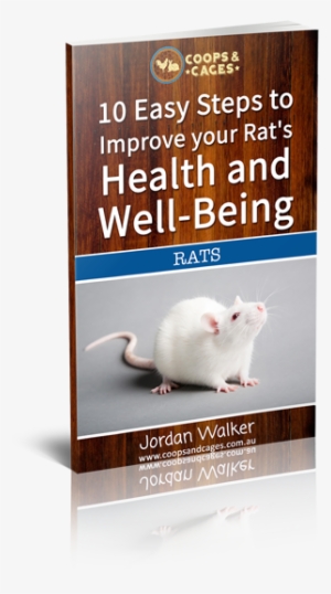10 Easy Steps To Improve Your Rat's Health And Well-being