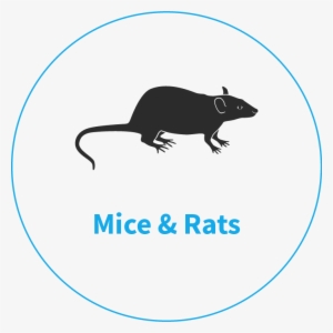 Rodent Pest Control King's Lynn - Rat