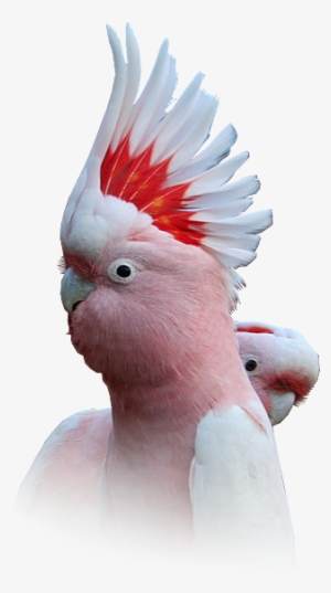 Major Mitchell Cockatoo Underside Of Wings Are Pantone - Cockatoo