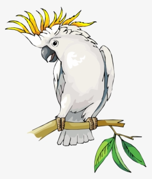 Cockatoo - Cockatoo Bird Clip Art