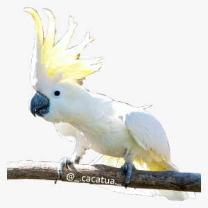 Cacatua Kktua Cacatúa Cockatoo Cacatoès Kakadu Follow - Rarest Parrot