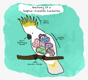 Anatomy Of A Sulphur-crested Cockatoo - Cartoon