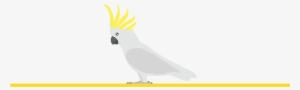 The Average Longevity Of A Cockatoos Parrot Is 50 To - Sulphur-crested Cockatoo