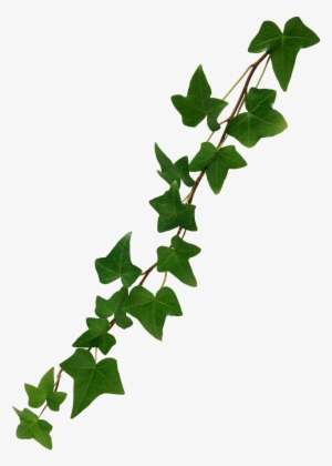 Ivy Leaf Png - Green Vines Transparent Background