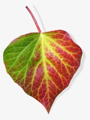 Green And Red Leaf Ivy Leaf Transparent Background - Leaf