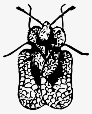 This Free Icons Png Design Of Lace Bug