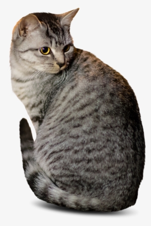 Cut Out Cat Sitting - Cat Photoshop Cutout