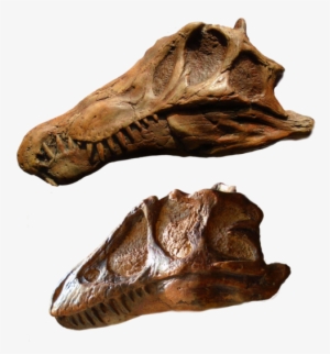 Spinosaurus And T Rex Skull Set From The Prehistoric - Tyrannosaurus Juveniles Skulls
