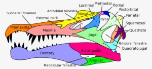 Open - Spinosaurus Skull Diagram