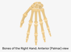 Palmar View Of Hand And Wrist Bones - Bones Of The Wrist And Hand Anterior
