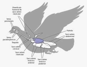 Open - Respiratory System Of Birds Pdf