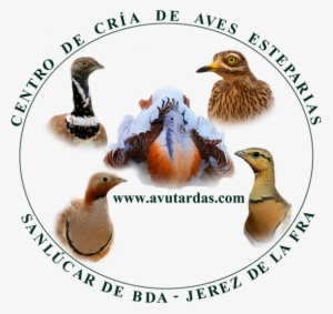 - - Www - Avutardas - Com - - Centro De Crias De Aves - Jerez De La Frontera
