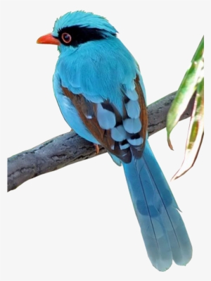 aves png - 2/4 - imágenes - gongbi