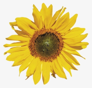 Sunflower Png - Draw A Sunflower Head
