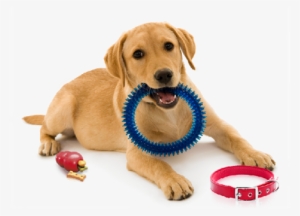 Dog With Toy Png