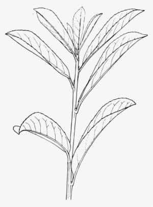 Laurel Clipart Png - Shrub Plants Drawing