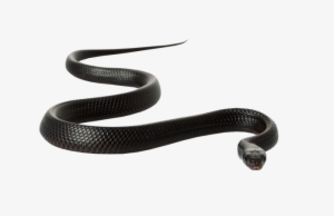 Black Mamba Snake Free Png Image - Black Mamba Snake White Background