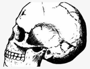 Black Mamba Clipart Skull - Drawing Of Early Human