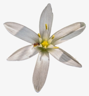 Star Of Bethlehem With Ant Png By Bunny With Camera - Saffron Crocus