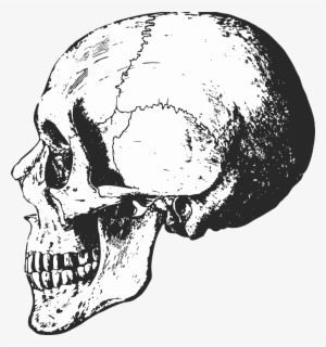 Black And White Skeleton Skull