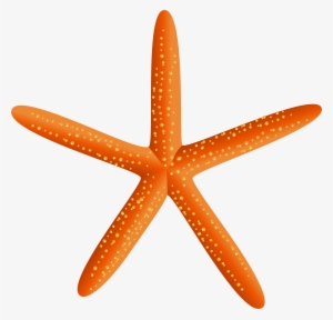 Starfish Silhouette Png