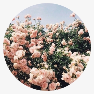 Tumblr Aesthetic Flowers Flower Rose Roses - Pink Flower Aesthetic