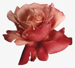“hybrid Tea Rose - Rubber Stampede Rose Stamp